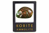 Iridescent Ammolite (Fossil Ammonite Shell) - Oranges & Greens #336301-1